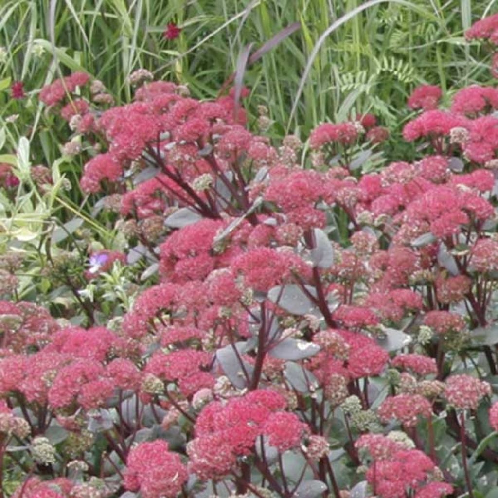 Sedum Red Cauli - Orpin d'automne