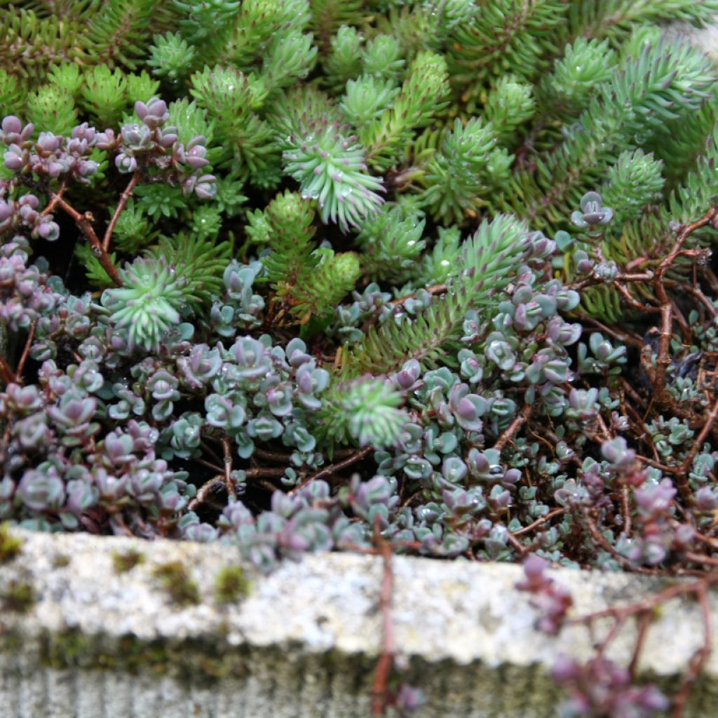 Sedum spathulifolium Purpureum - Orpin