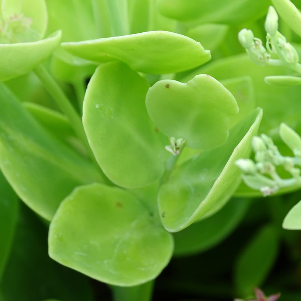 Sedum spectabile Brilliant - Grand Orpin d'automne
