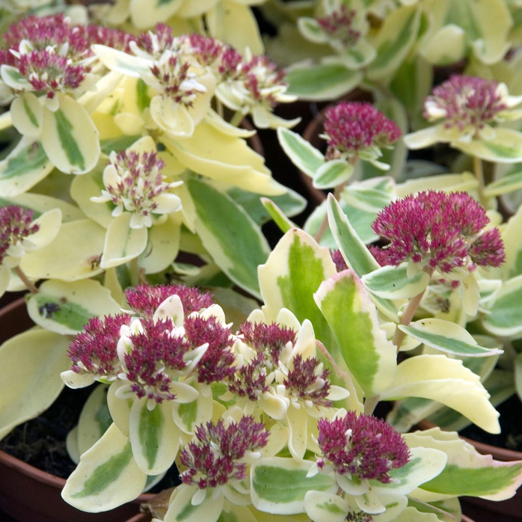 Sedum x Lajos (telephium) Autumn Charm (Hylotelephium)