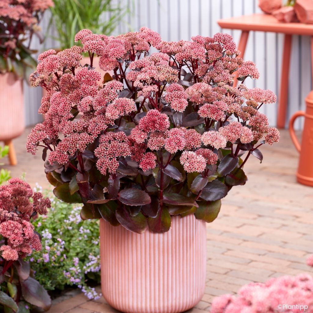 Sedum Black Knight 