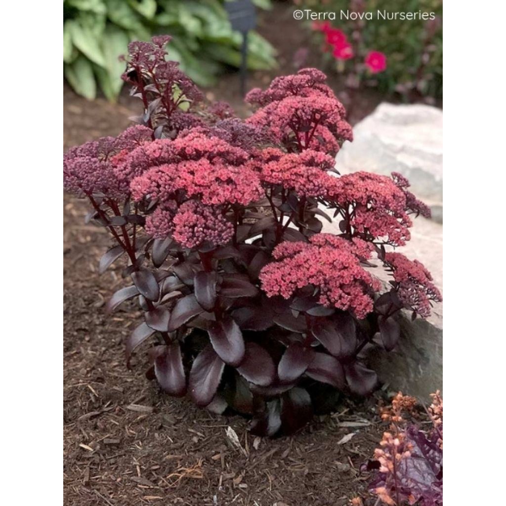 Sedum Dark Magic