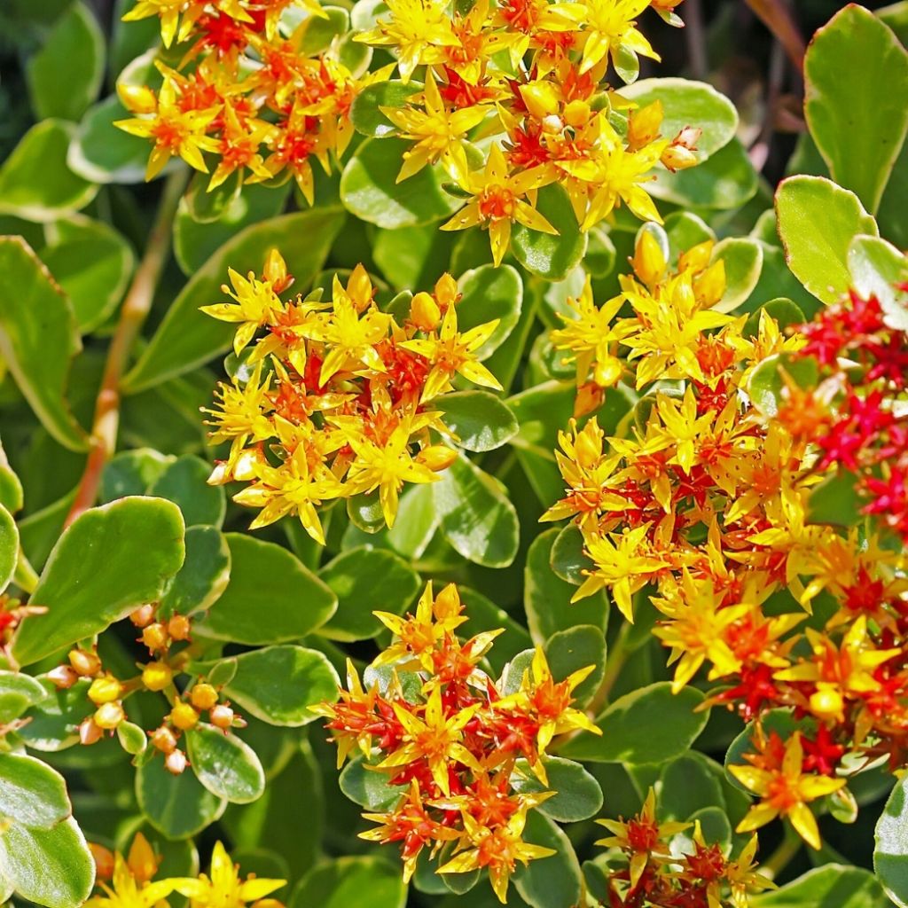 Orpin du Kamtchatka - Sedum kamtschaticum Variegatum