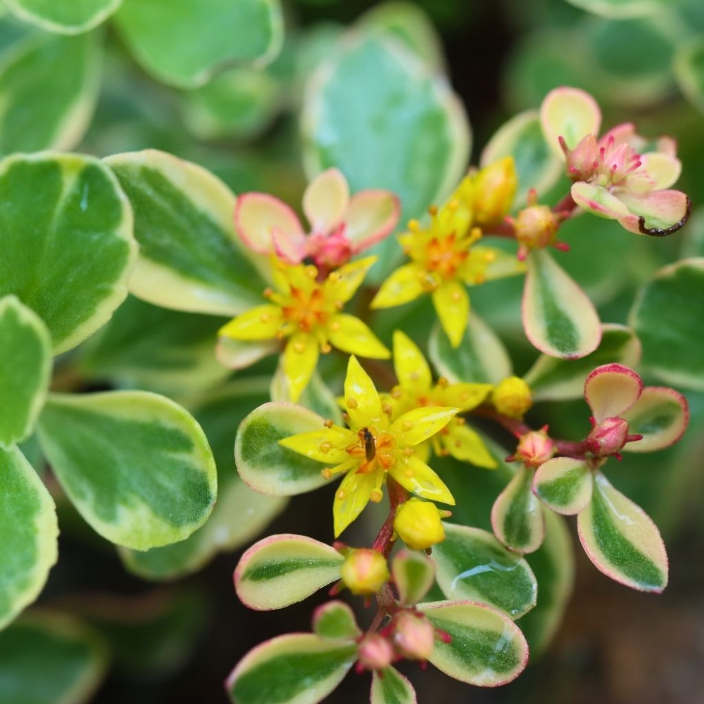 Orpin du Kamtchatka - Sedum kamtschaticum Variegatum