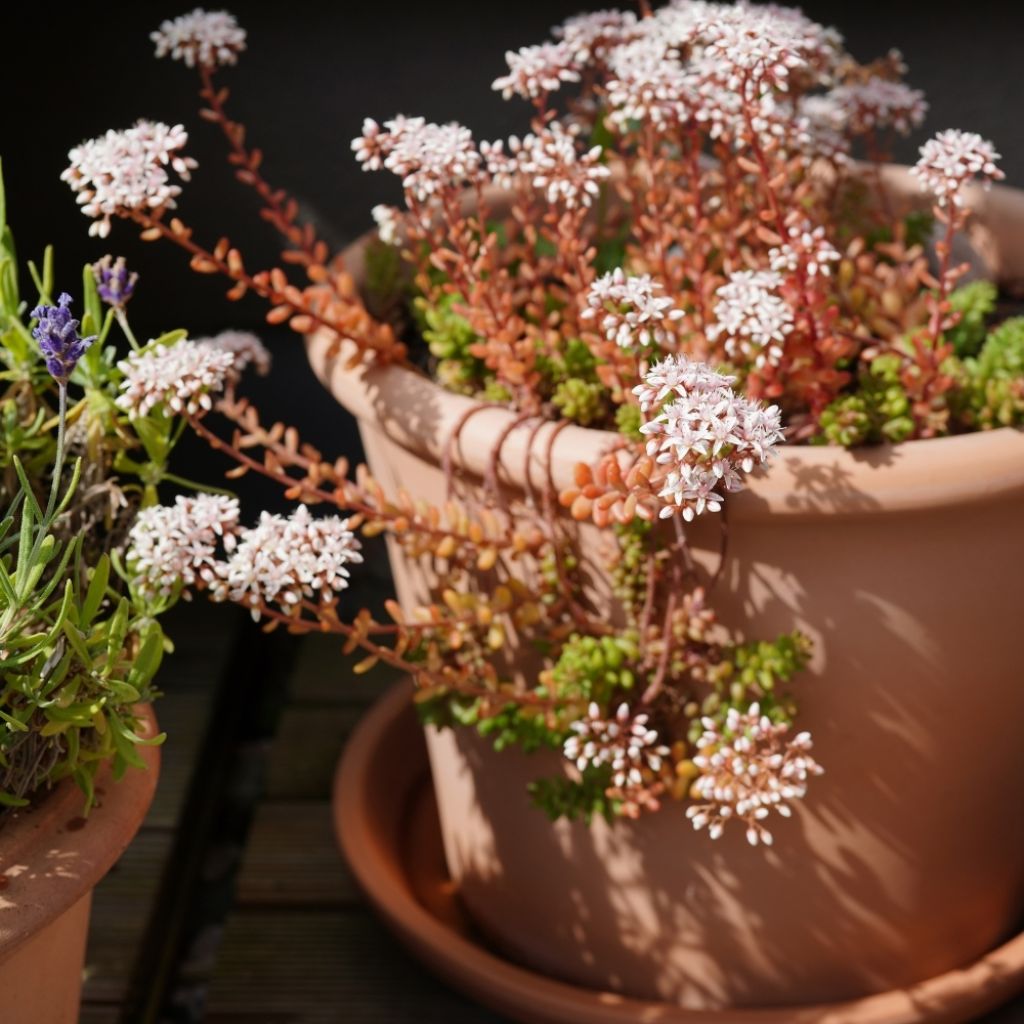 Sedum album Coral Carpet - Orpin blanc