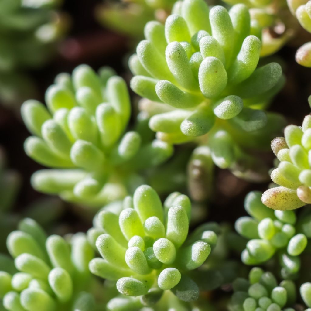 Sedum album Coral Carpet - Orpin blanc
