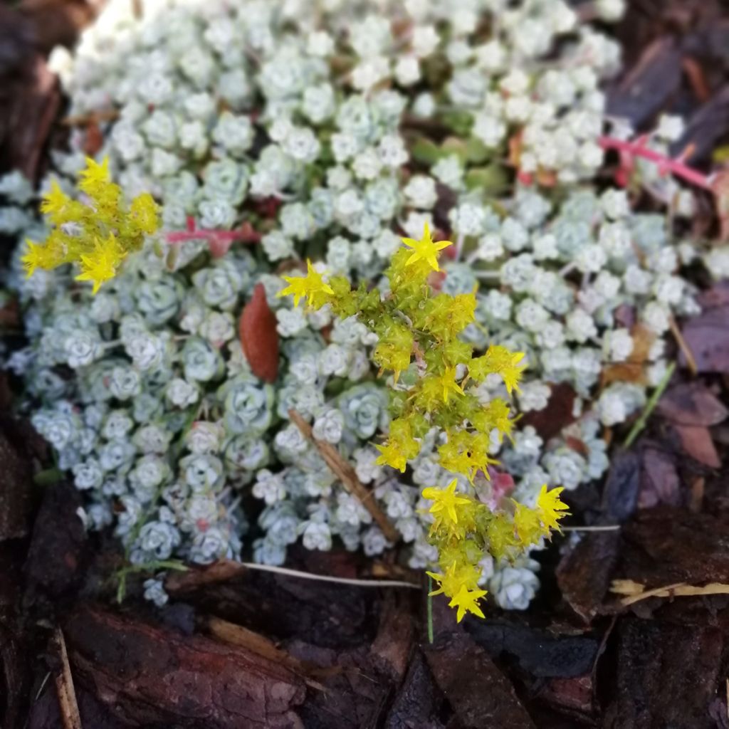 Sedum spathulifolium Cape Blanco - Orpin rampant