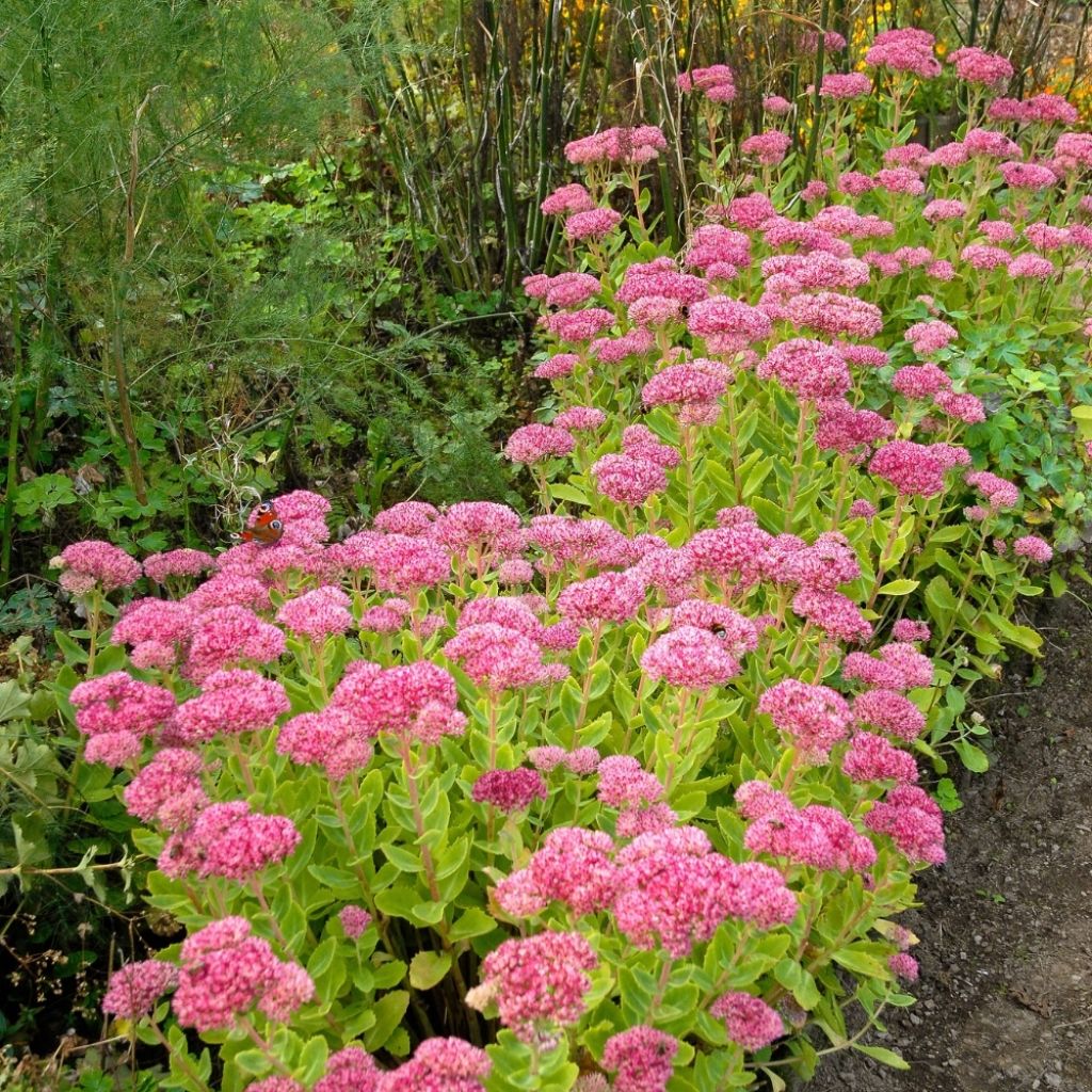 Sedum spectabile Brilliant - Grand Orpin d'automne