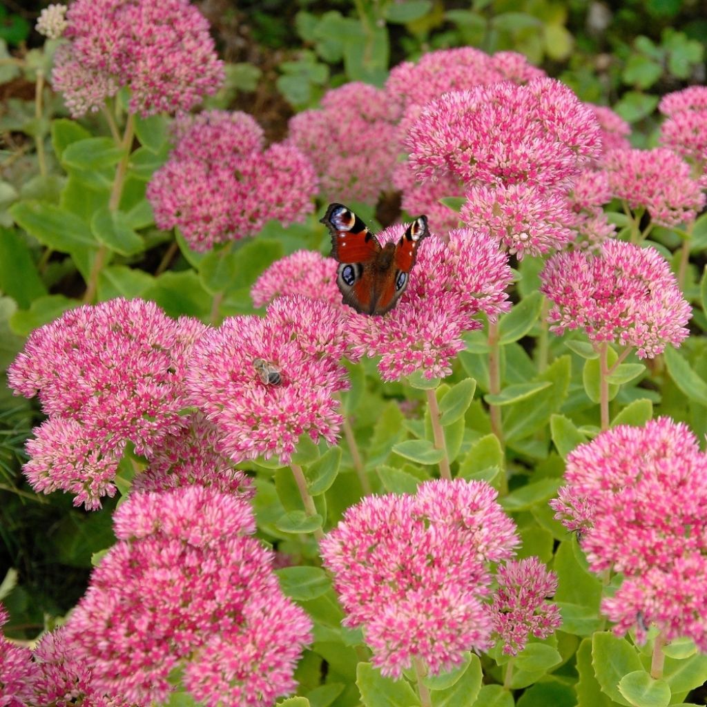 Sedum spectabile Brilliant - Grand Orpin d'automne