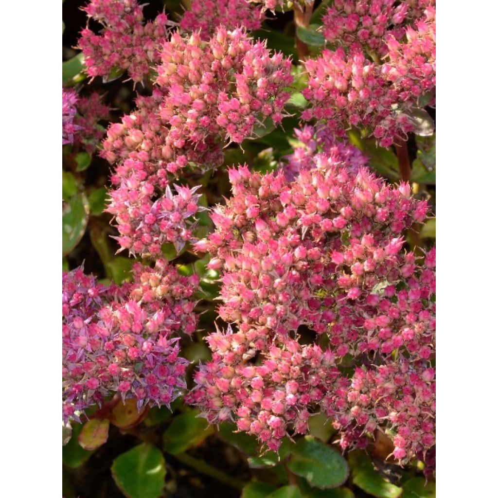 Sedum spectabile Carl - Orpin d'Automne