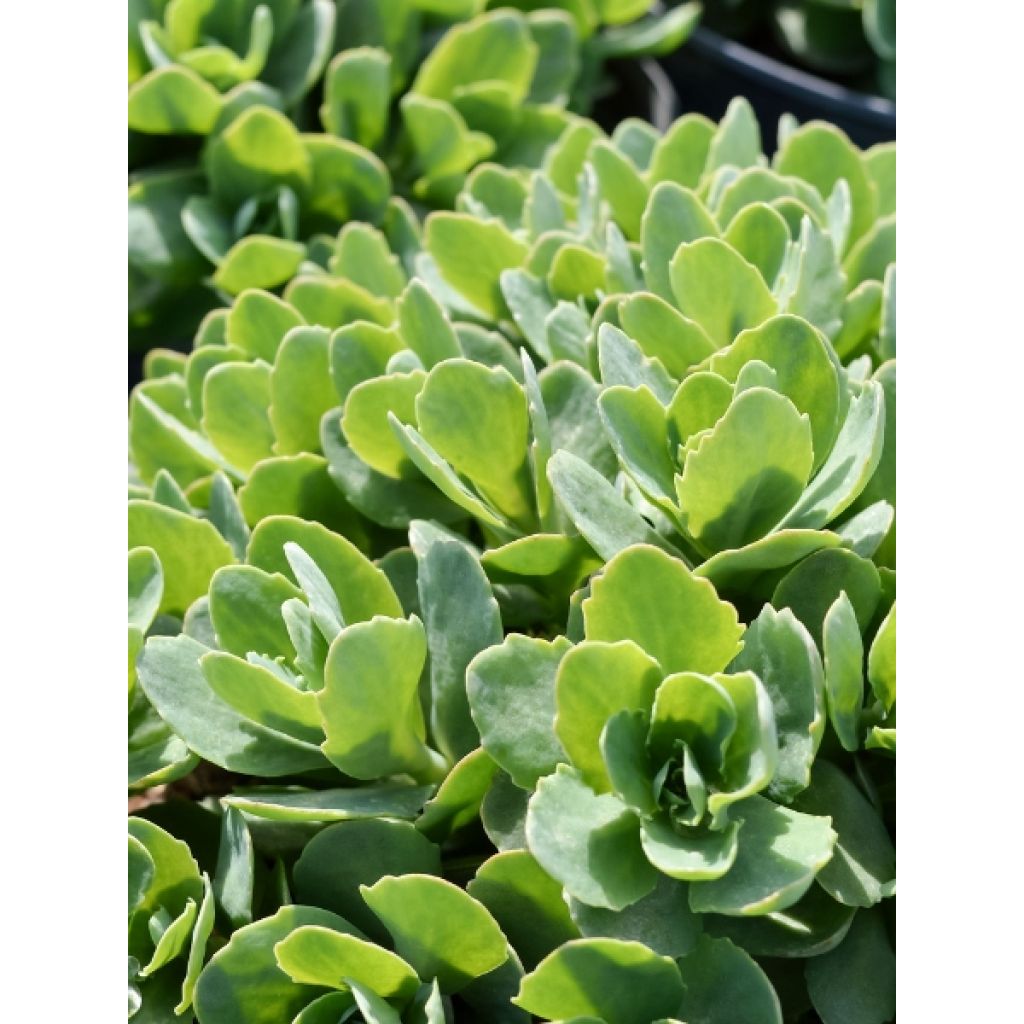 Sedum spectabile Carl - Orpin d'Automne