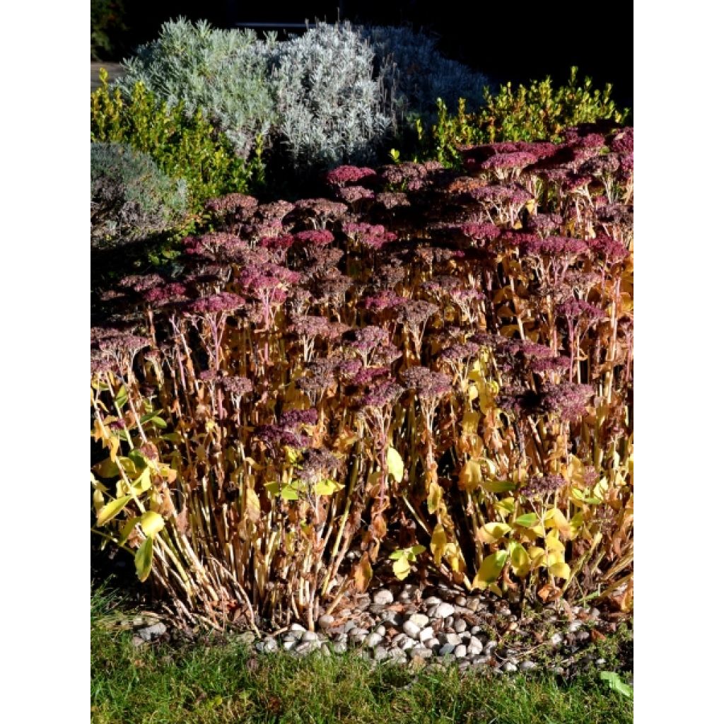Sedum spectabile Carl - Orpin d'Automne