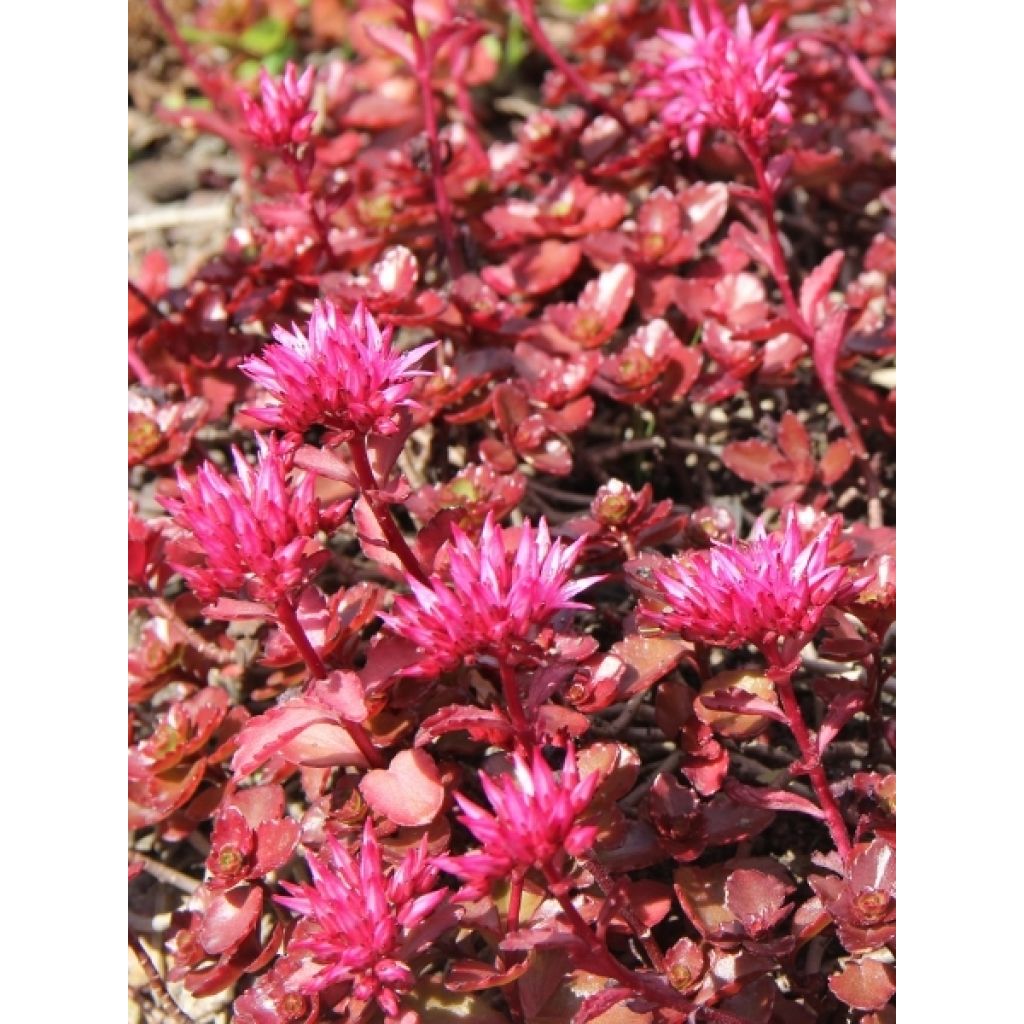 Sedum spurium Fuldaglut - Orpin