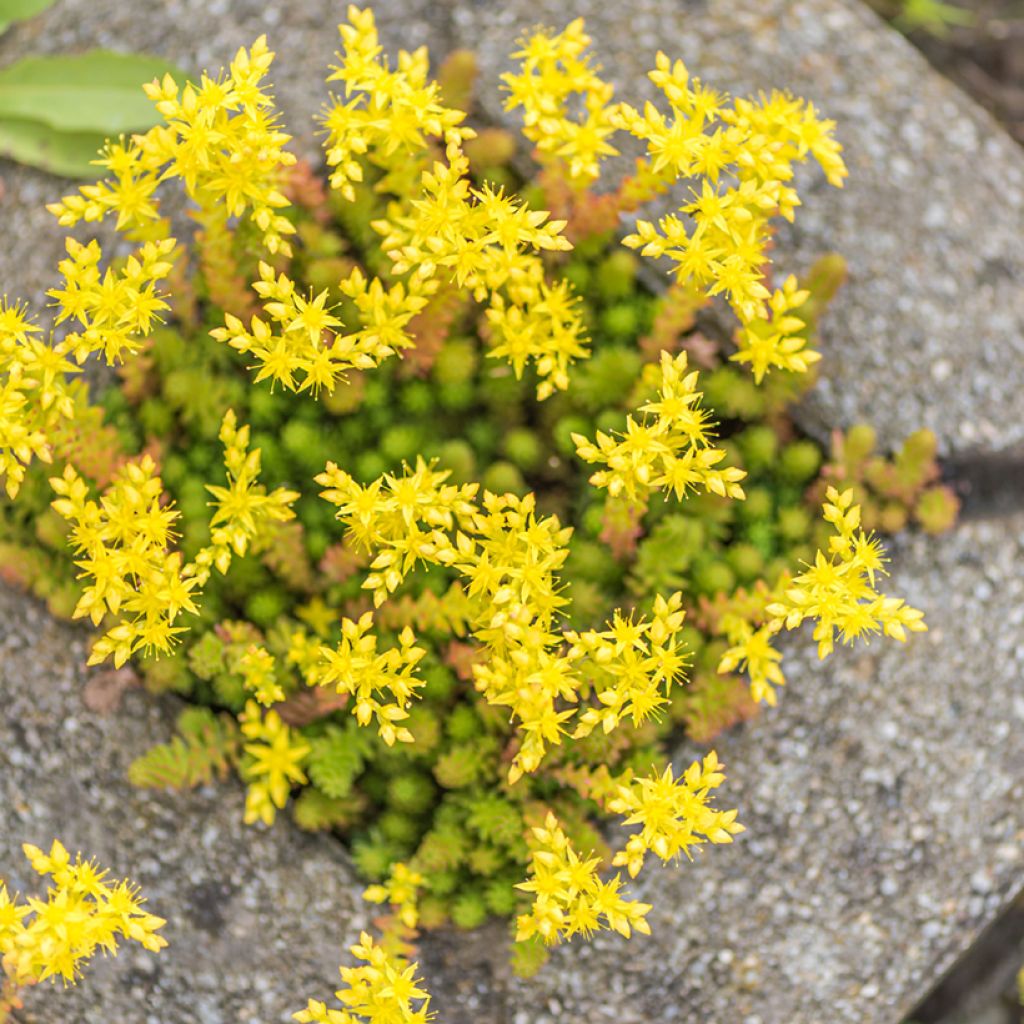 Graines de Sedum acre - Orpin jaune