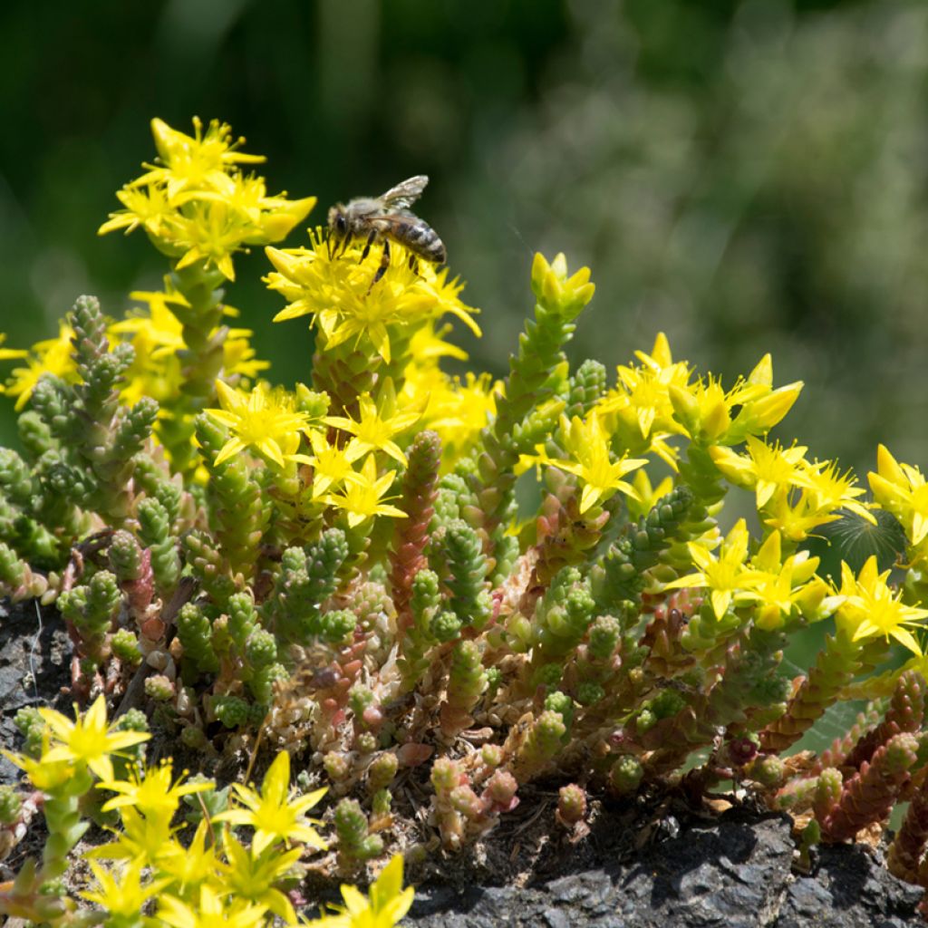Graines de Sedum acre - Orpin jaune