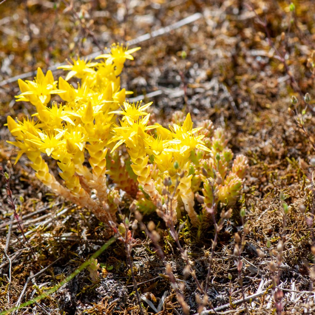 Graines de Sedum acre - Orpin jaune