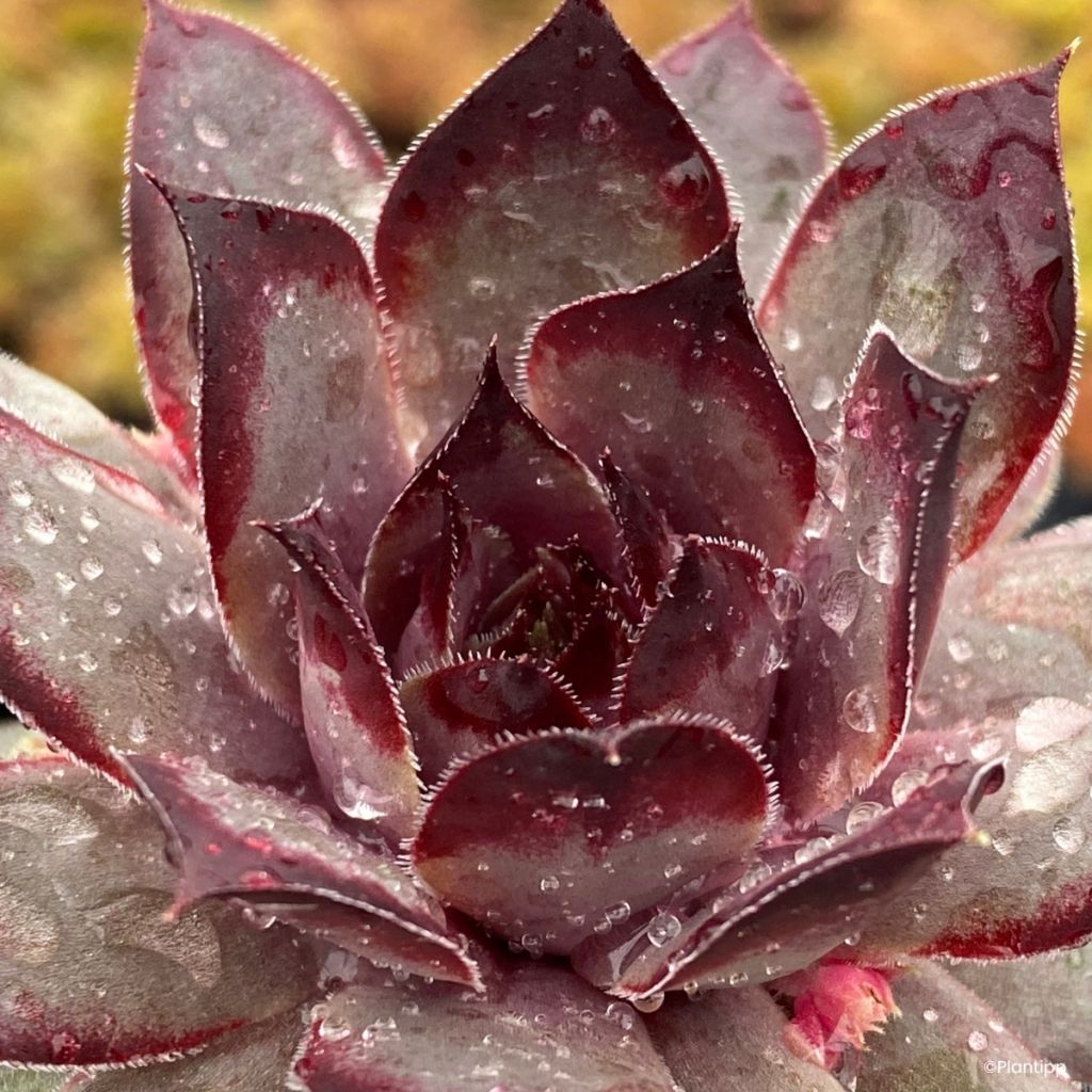 Sempervivum Chick Charms Grape Galaxy - Joubarbe
