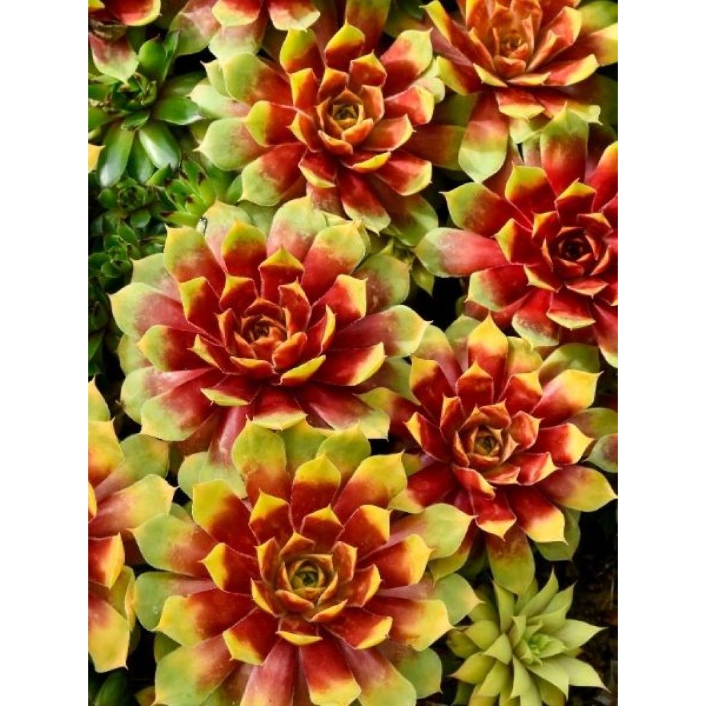 Sempervivum Chick Charms Gold Nugget - Joubarbe