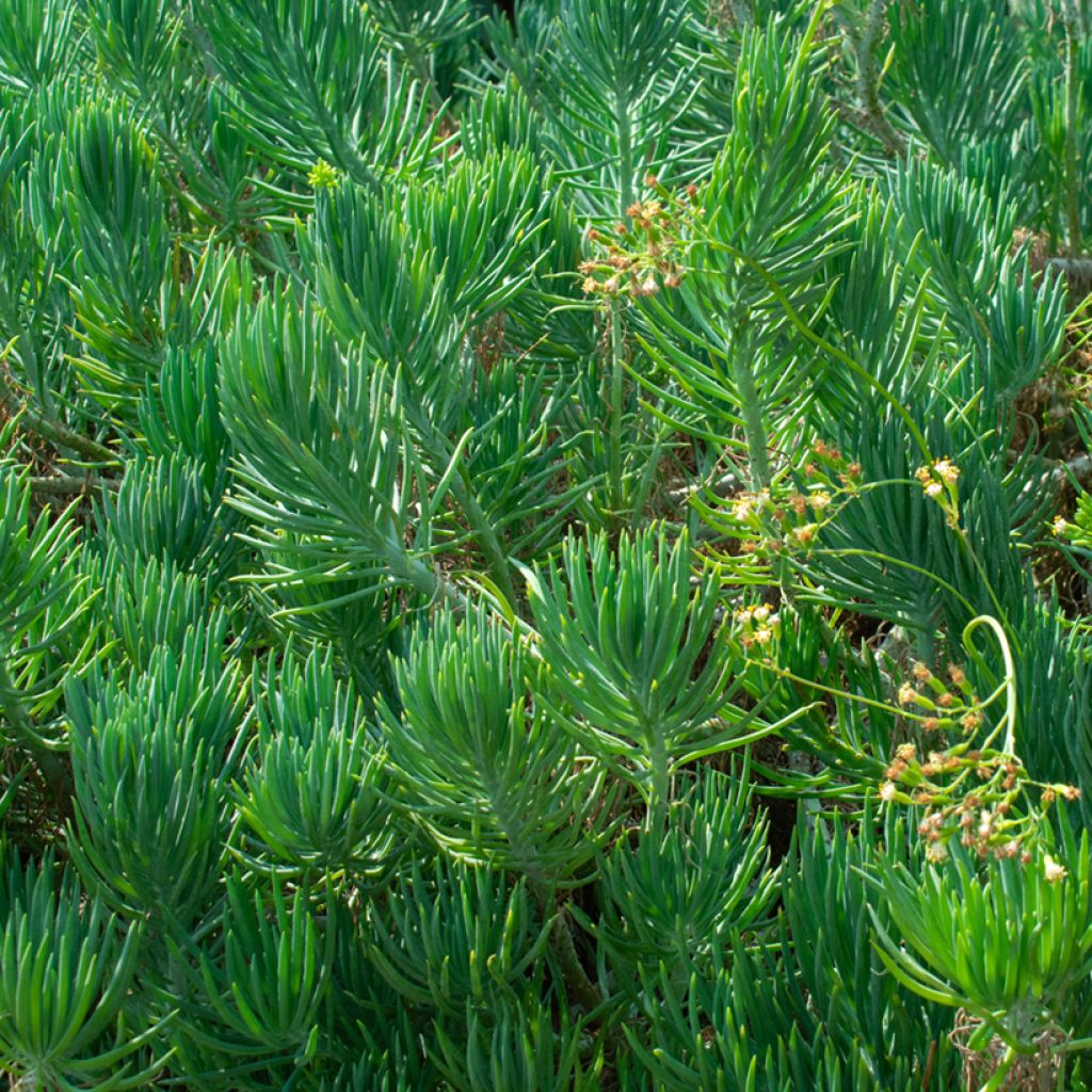 Senecio cylindricus
