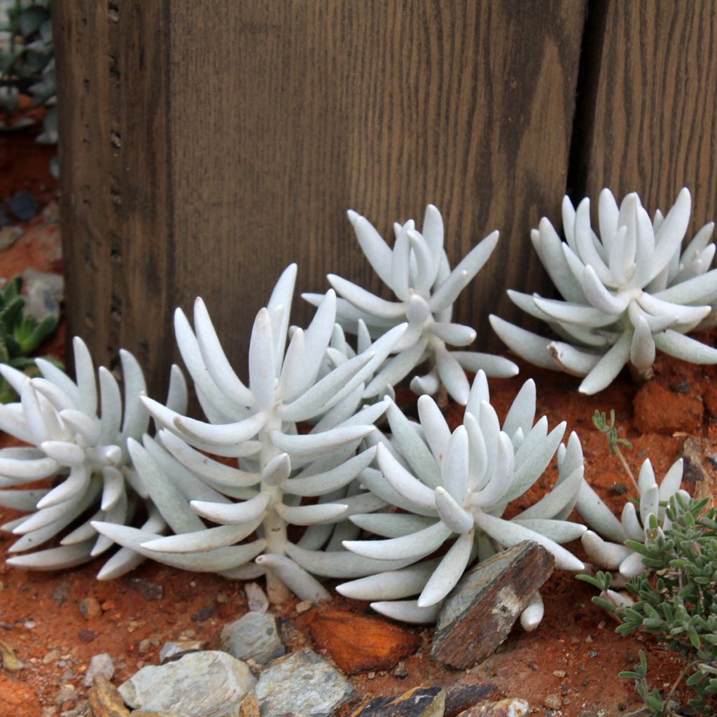 Senecio hawortii - Plante cocon