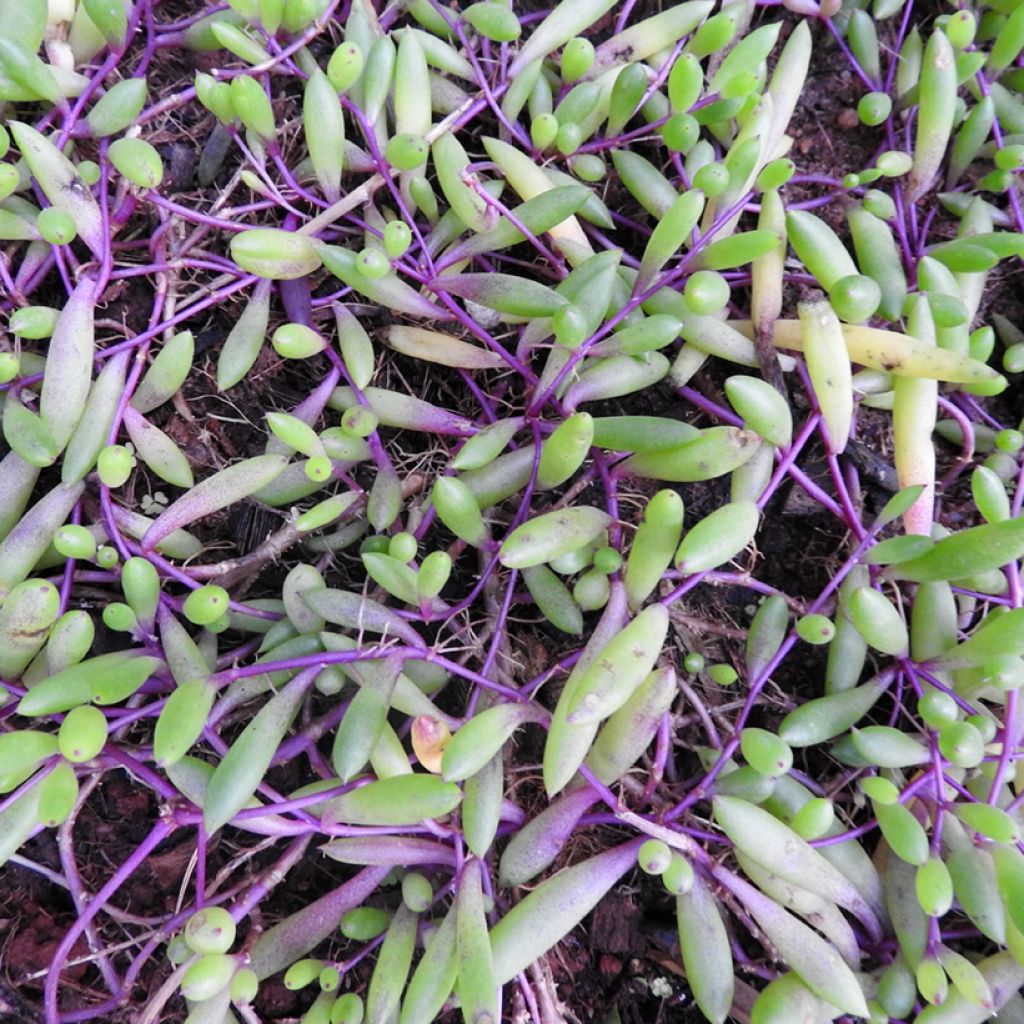 Senecio herreianus Purple Flush