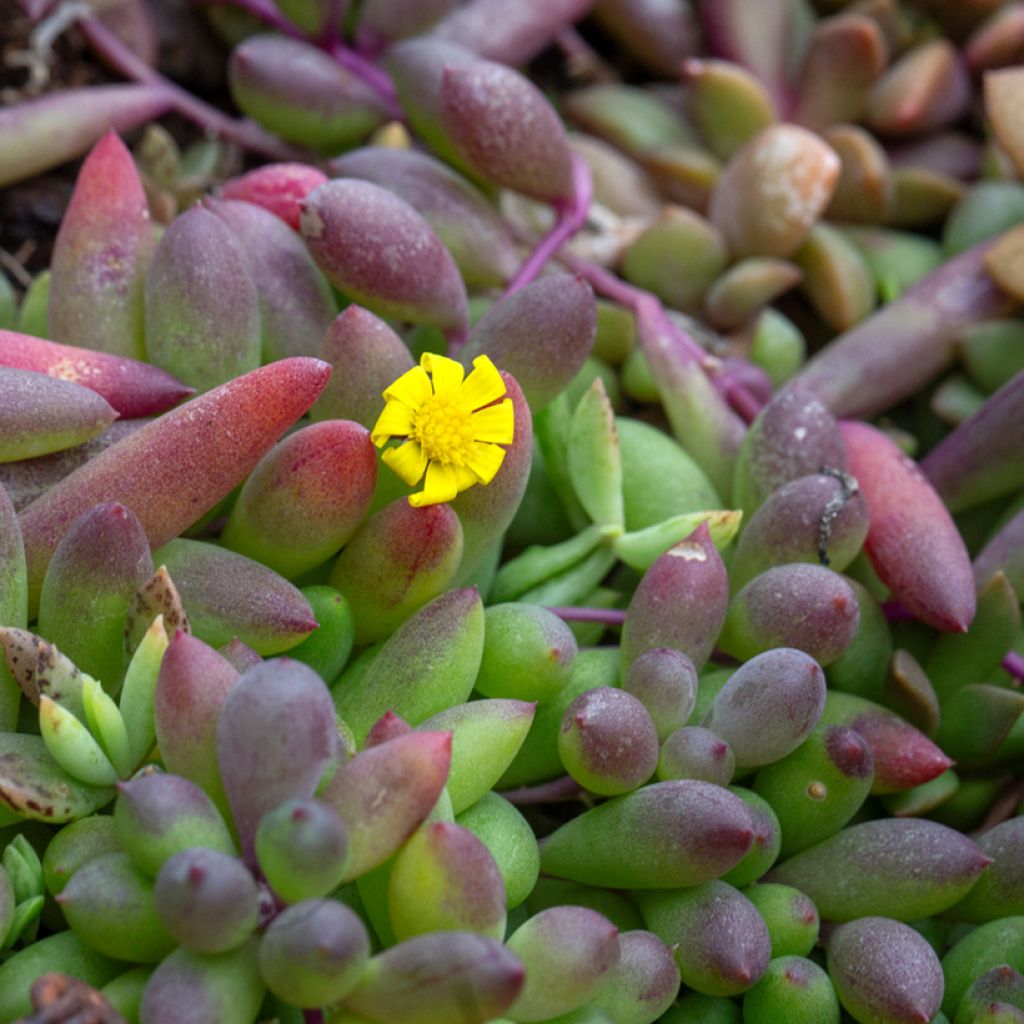 Senecio herreianus Purple Flush