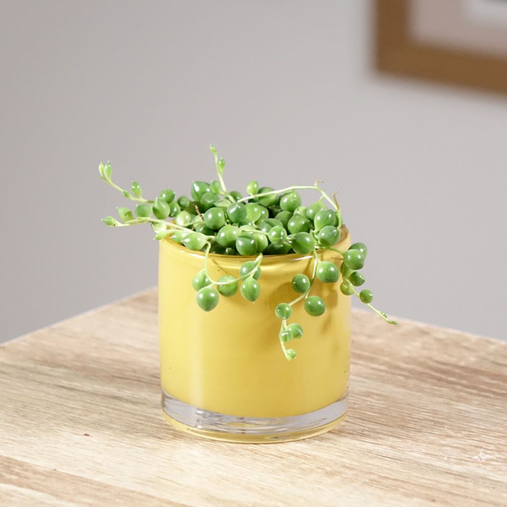 Senecio herreianus - Collier de perles