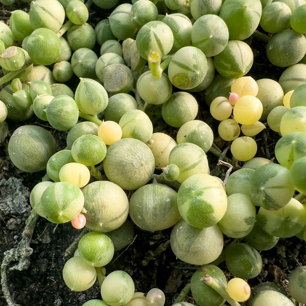 Senecio rowleyanus Variegata - Collier de perles