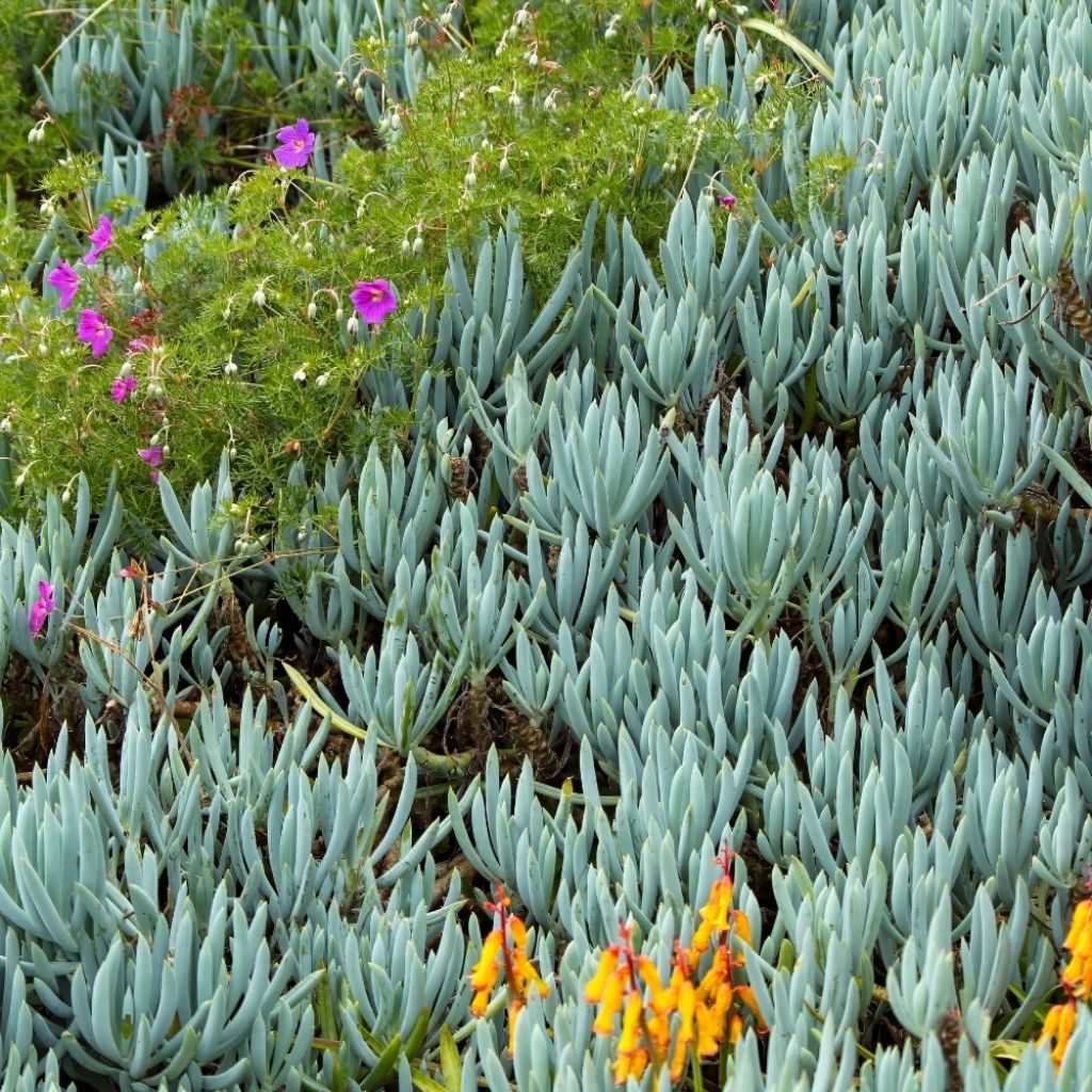 Senecio serpens Blue Chalk