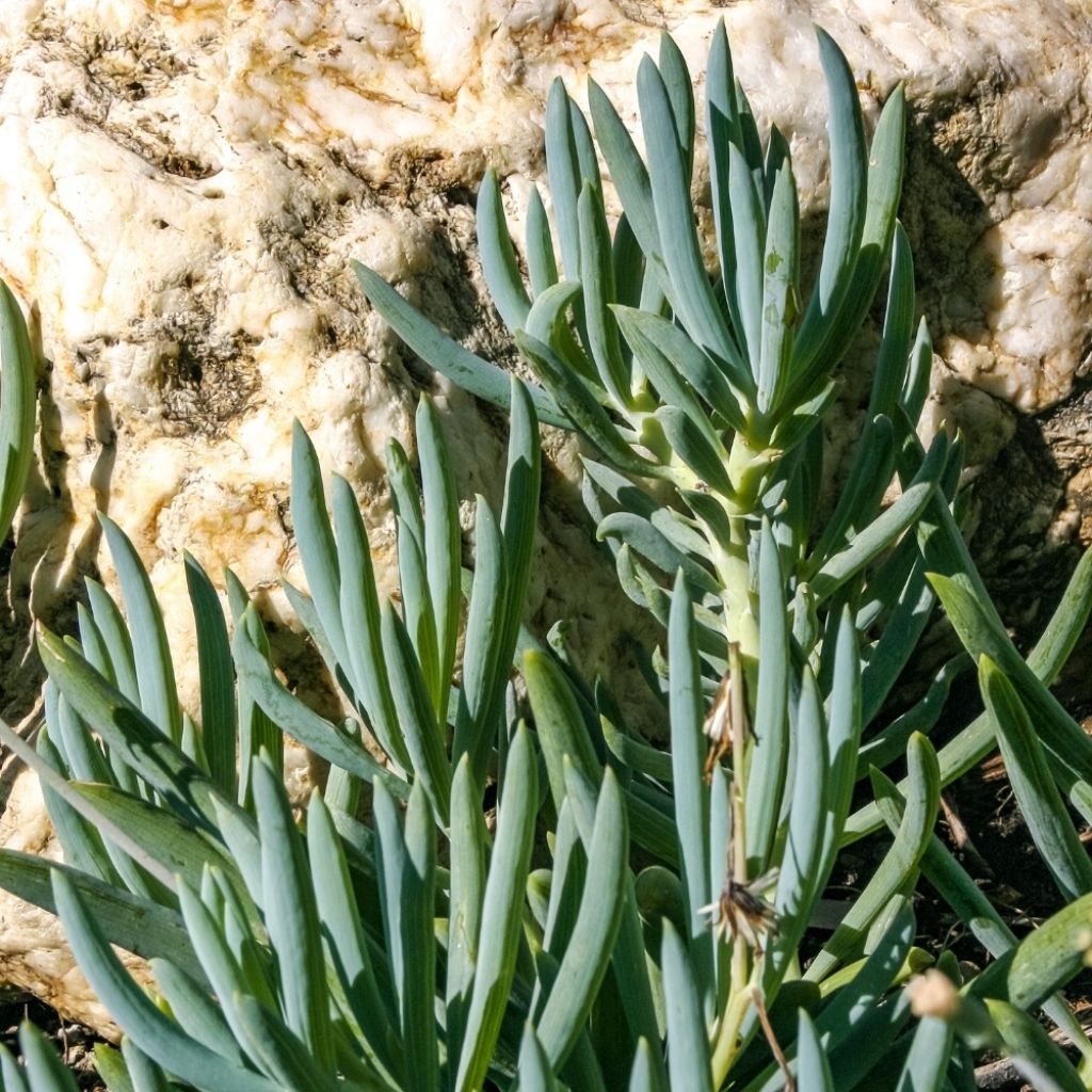 Senecio serpens Blue Chalk