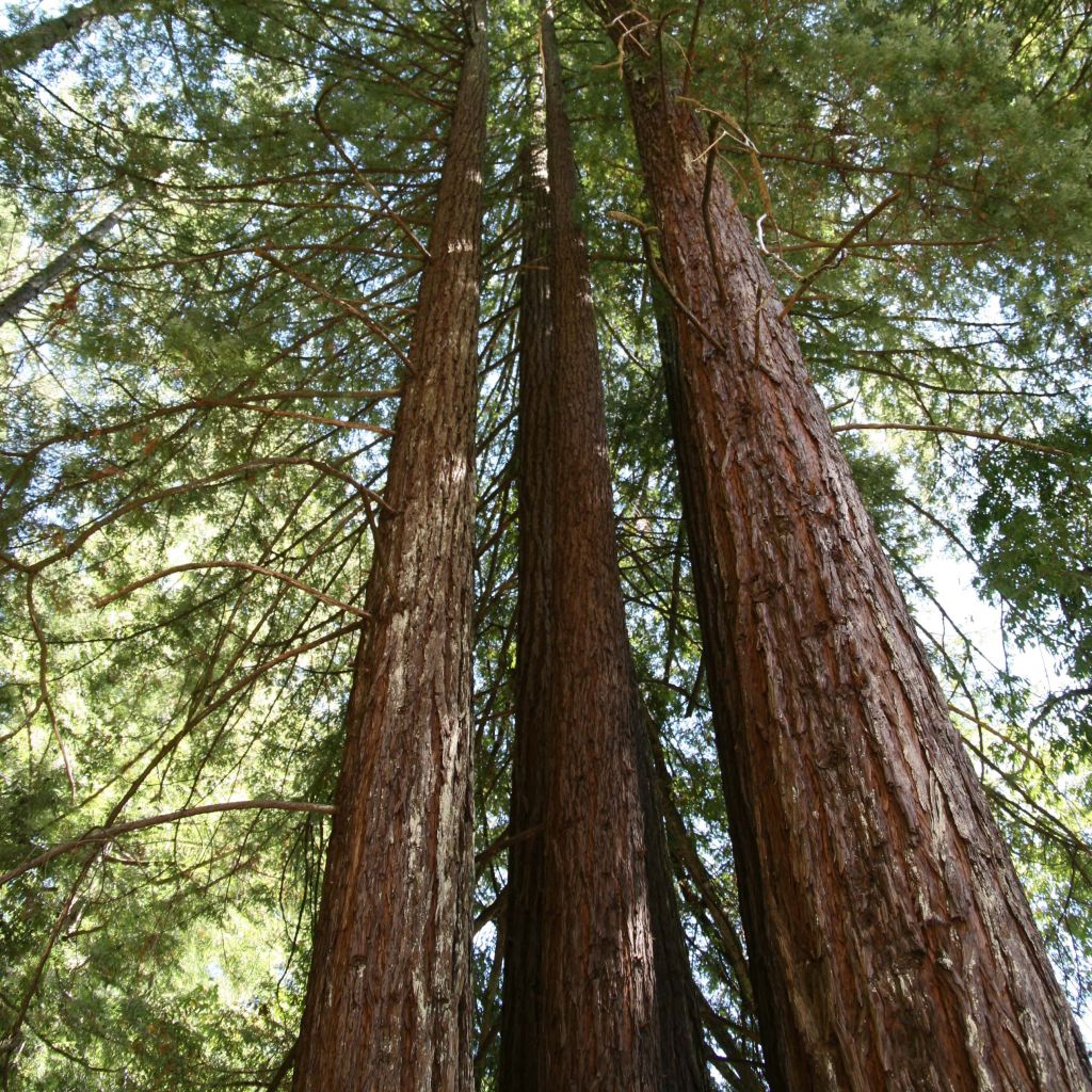 Sequoia sempervirens - Séquoia à feuilles d'If