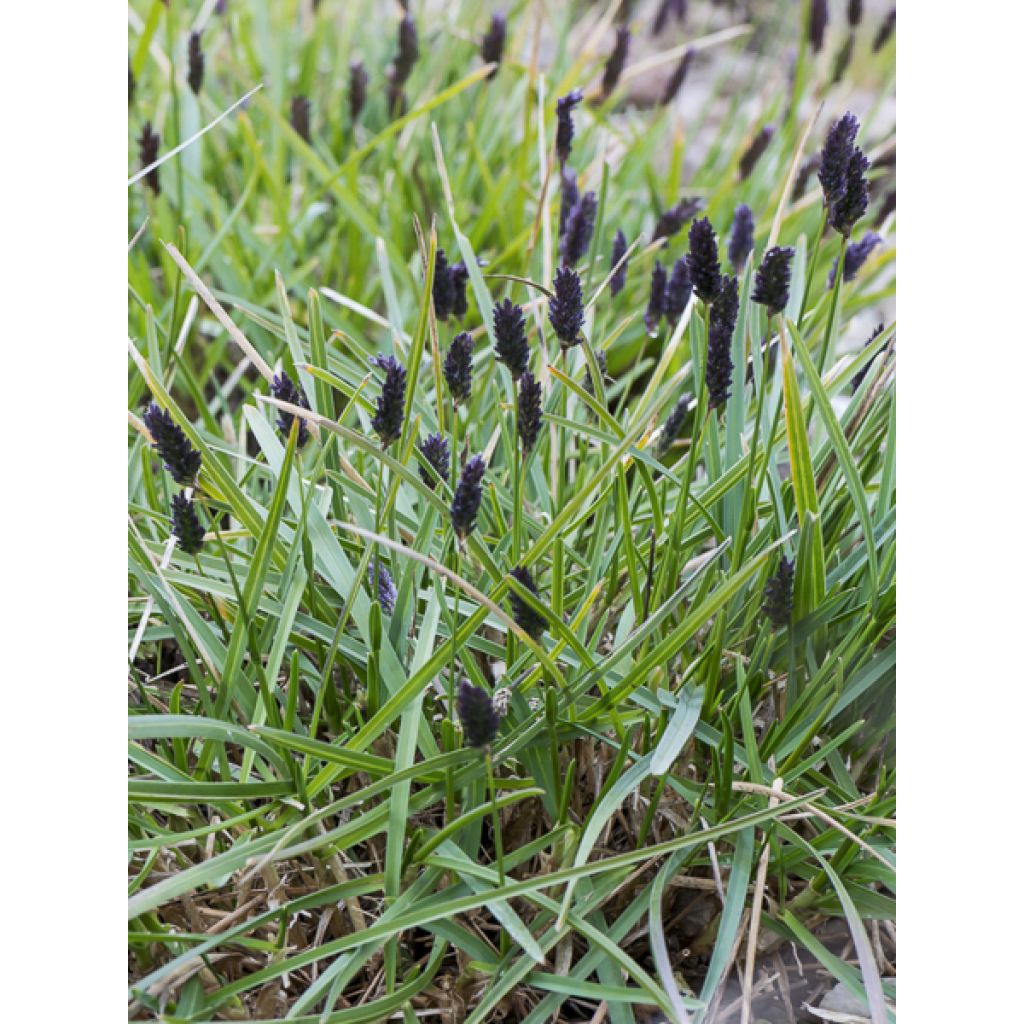 Sesleria sadleriana - Seslérie