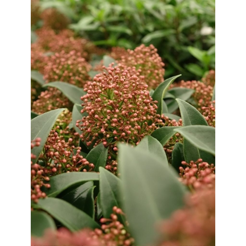 Skimmia du Japon Marlot - Skimmia japonica 