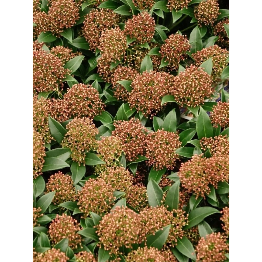 Skimmia du Japon Marlot - Skimmia japonica 