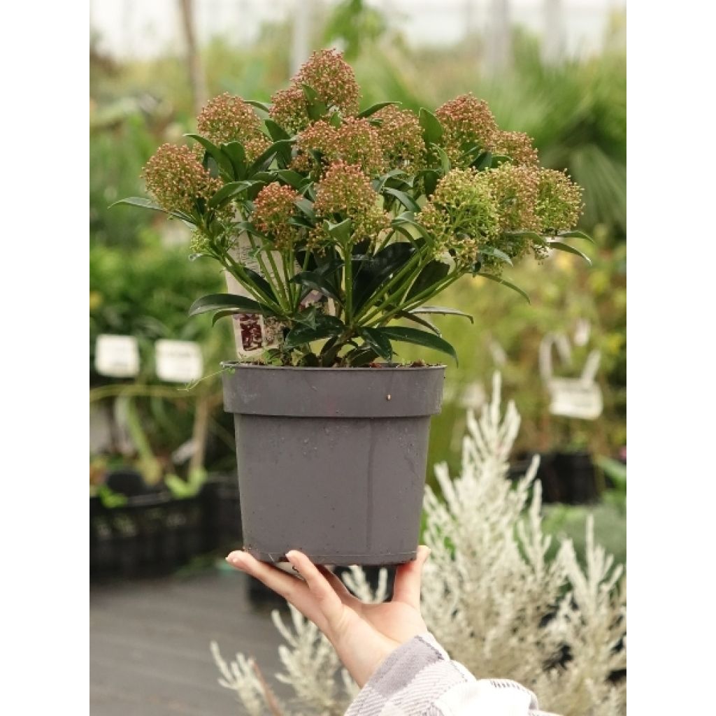 Skimmia du Japon Marlot - Skimmia japonica 