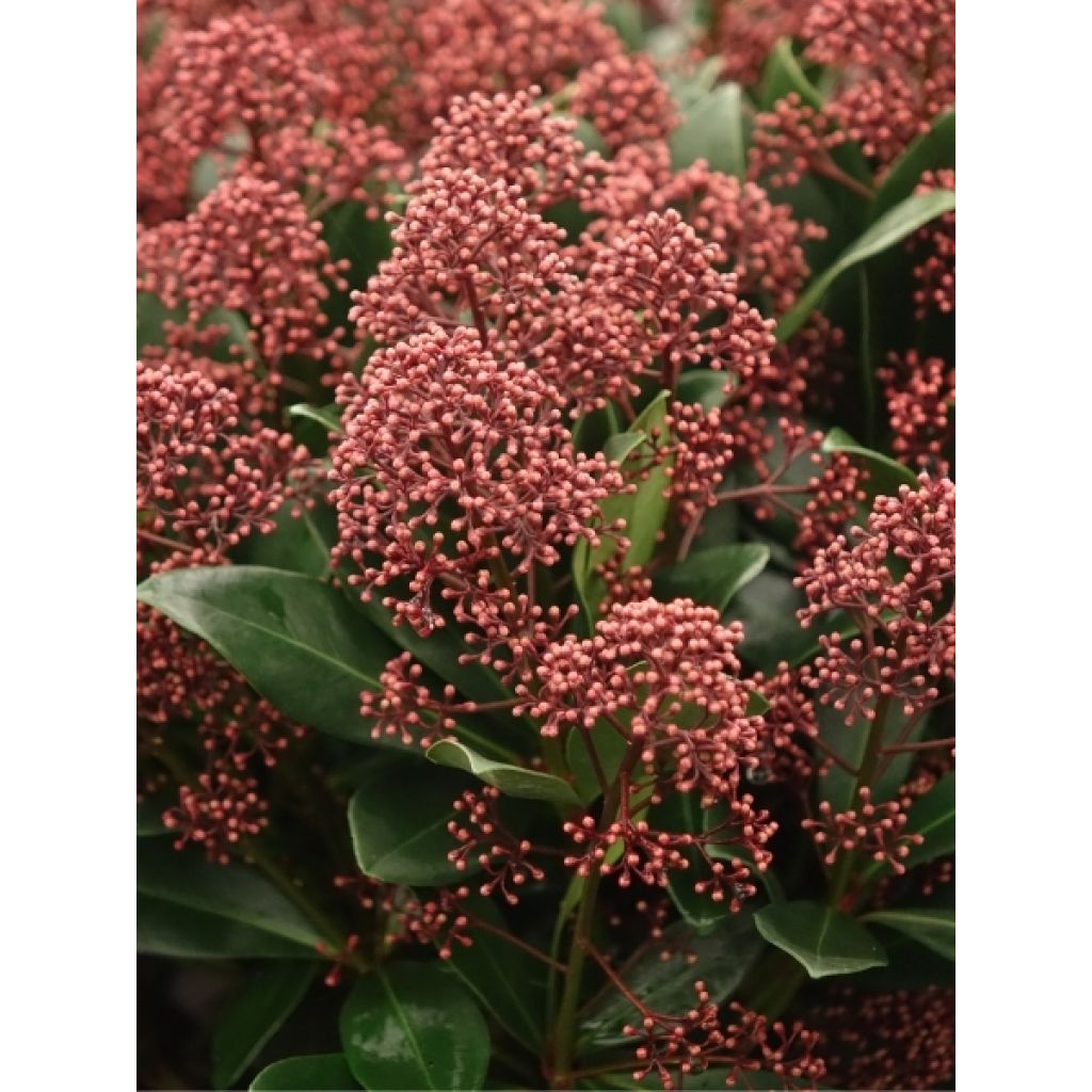 Skimmia japonica Rubella