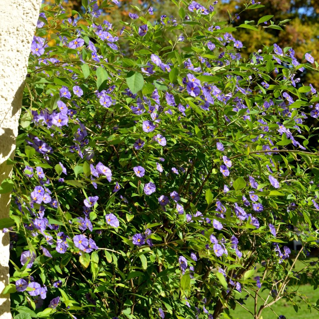 Solanum rantonnetii - Gentiane en Arbre