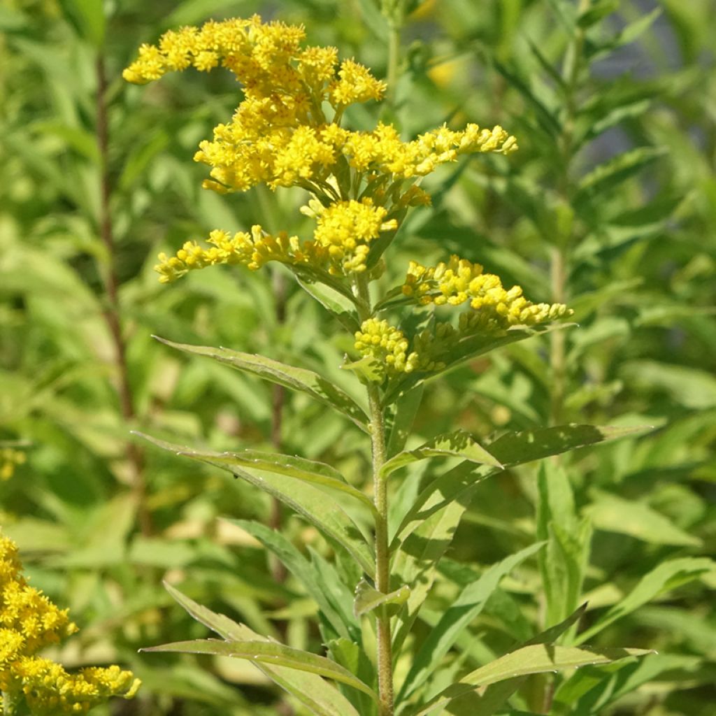 Solidago canadensis Golden Baby - Verge d'or du Canada