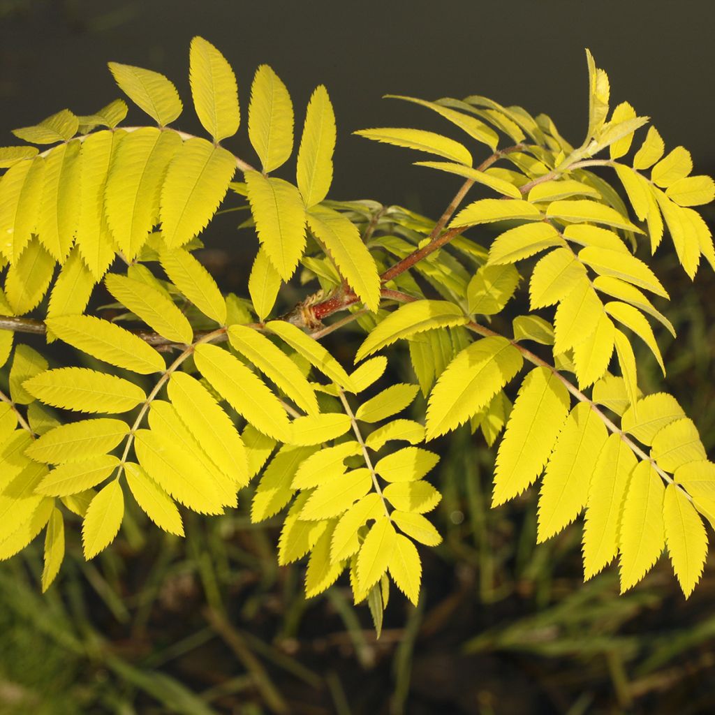 Sorbier des oiseleurs - Sorbus aucuparia Dirkenii