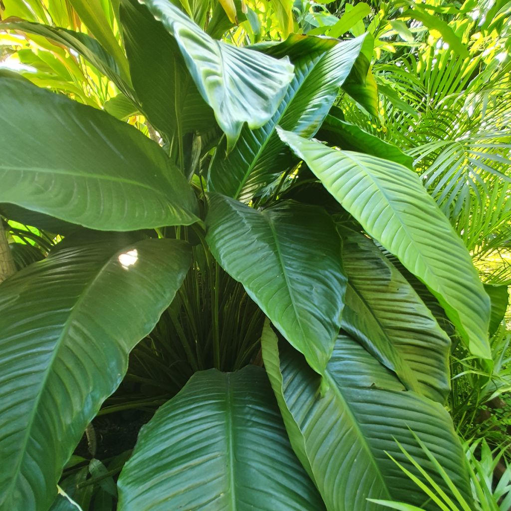 Spathiphyllum Sensation