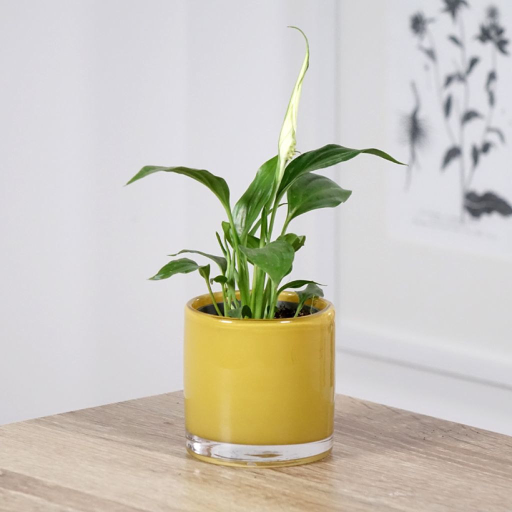 Spathiphyllum Tanni