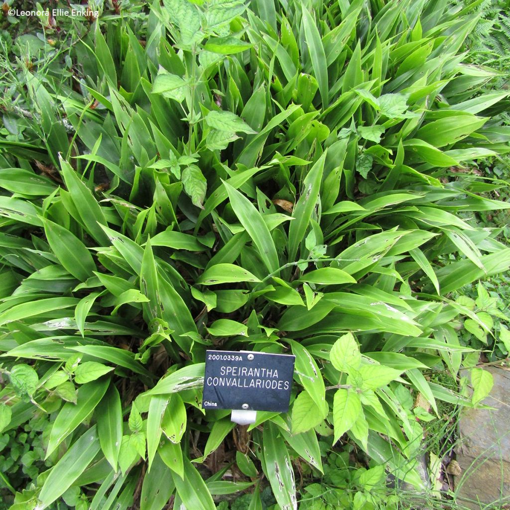 Speirantha convallarioides - Muguet de Chine