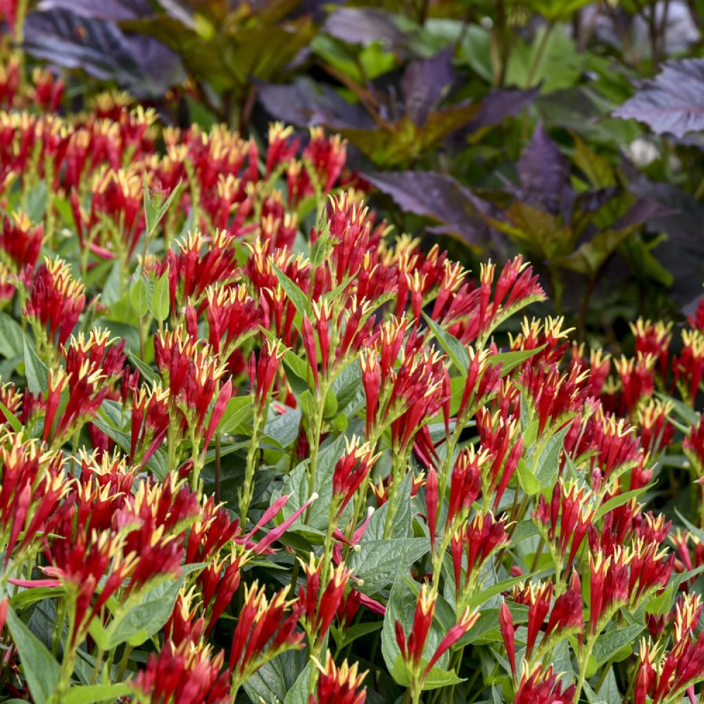 Spigelia marilandica Little Red Head - Spigélie du Maryland