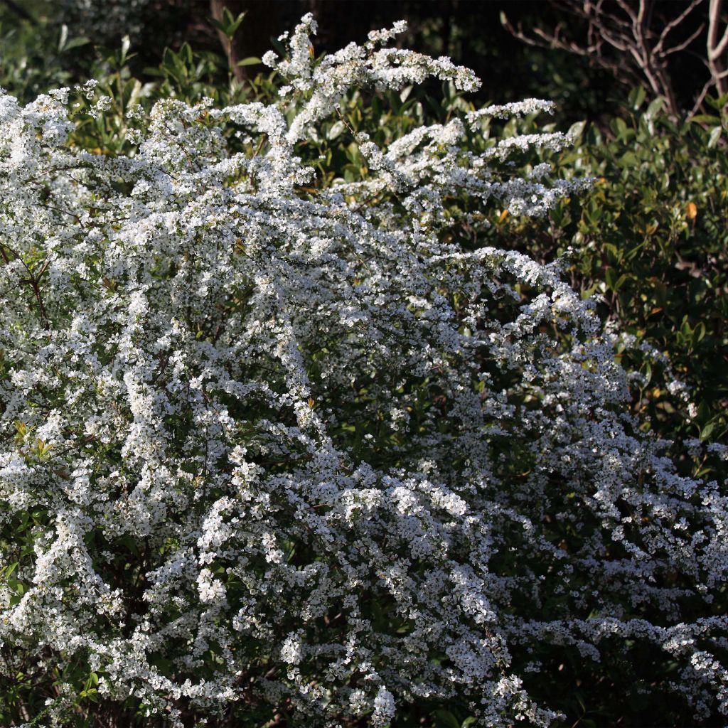 Spiraea thunbergii - Spirée de Thunberg 