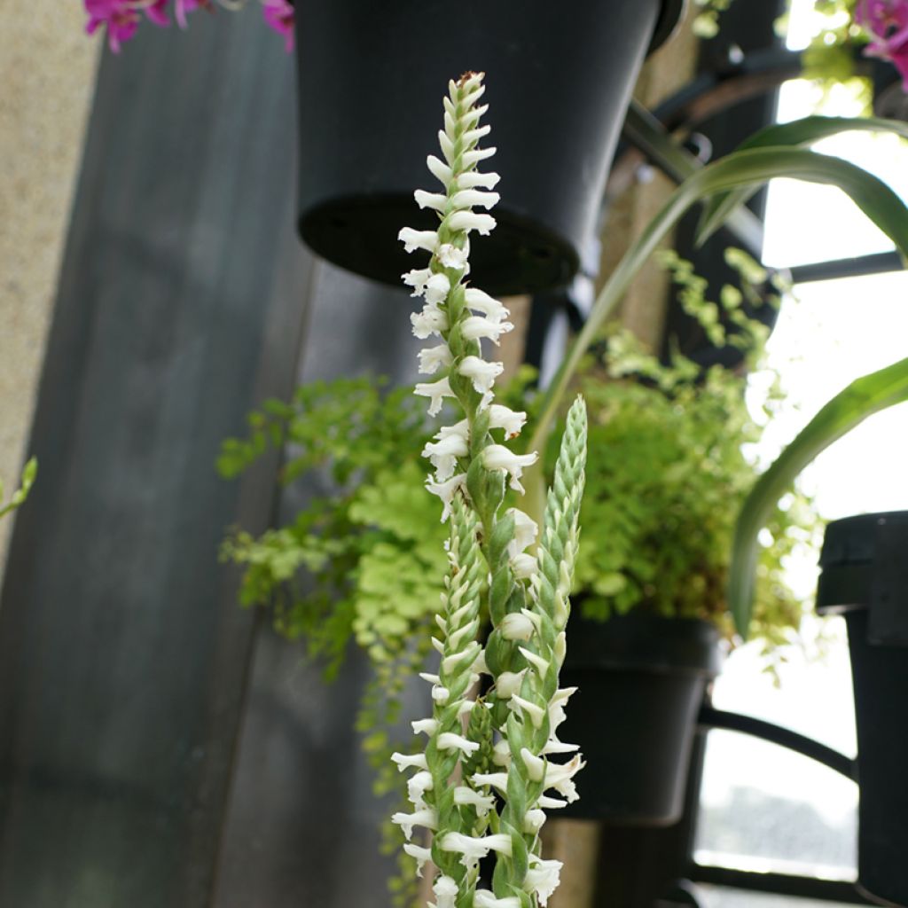 Spiranthes Chadd's Ford - Orchidée terrestre