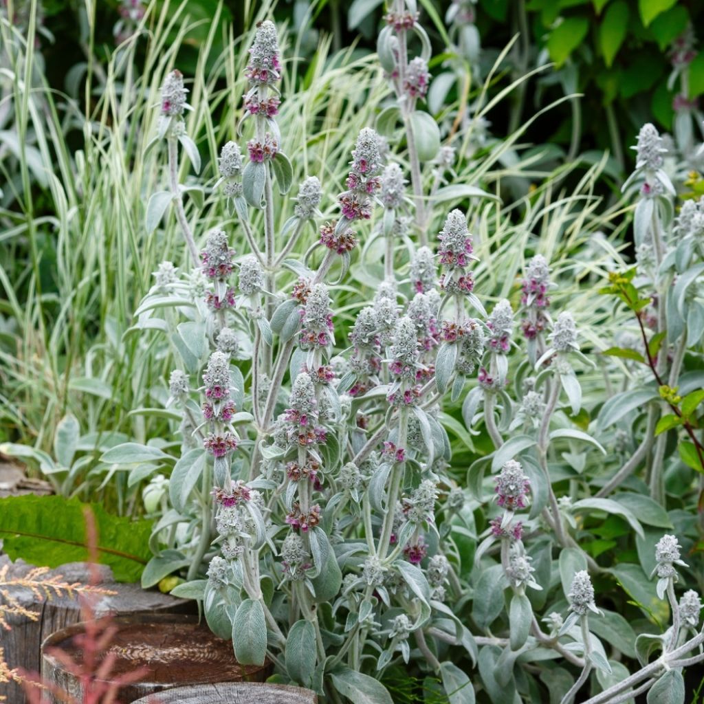 Stachys byzantina - Oreilles d'ours