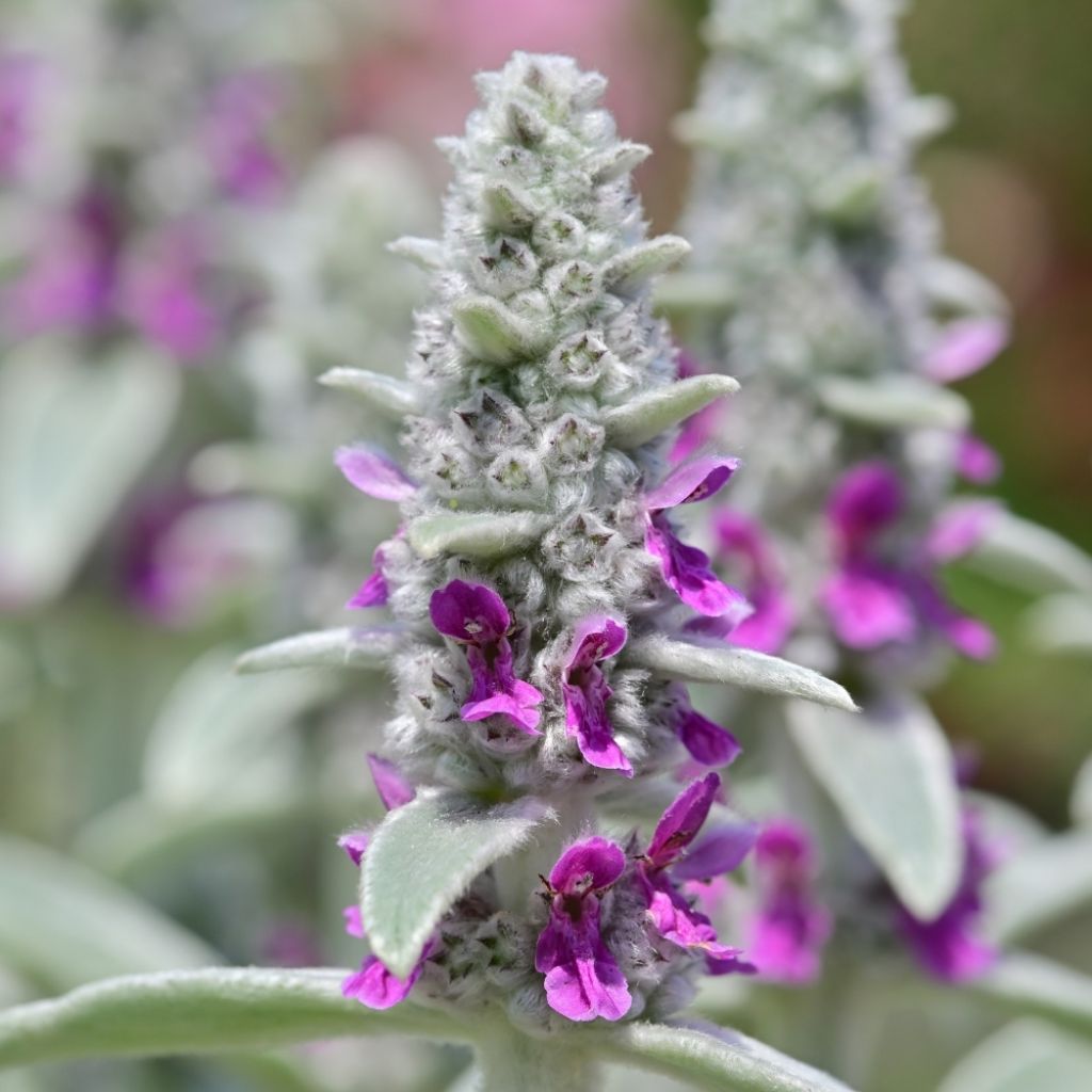 Stachys byzantina - Oreilles d'ours