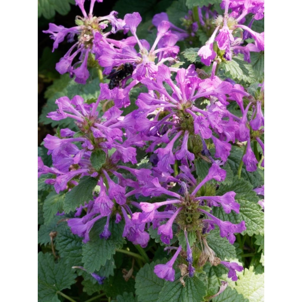 Stachys grandiflora Superba