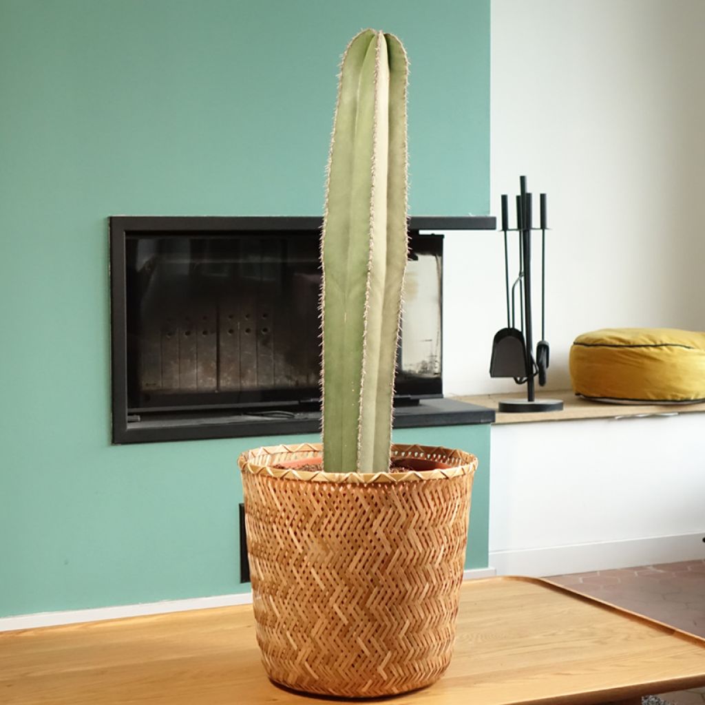 Cactus - Stenocereus marginatus