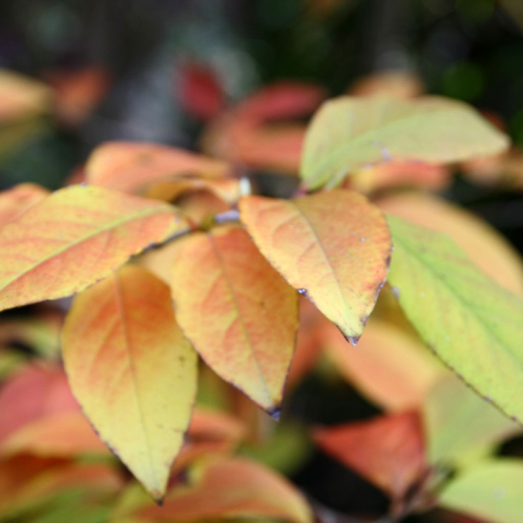 Stewartia rostrata - Stuartie